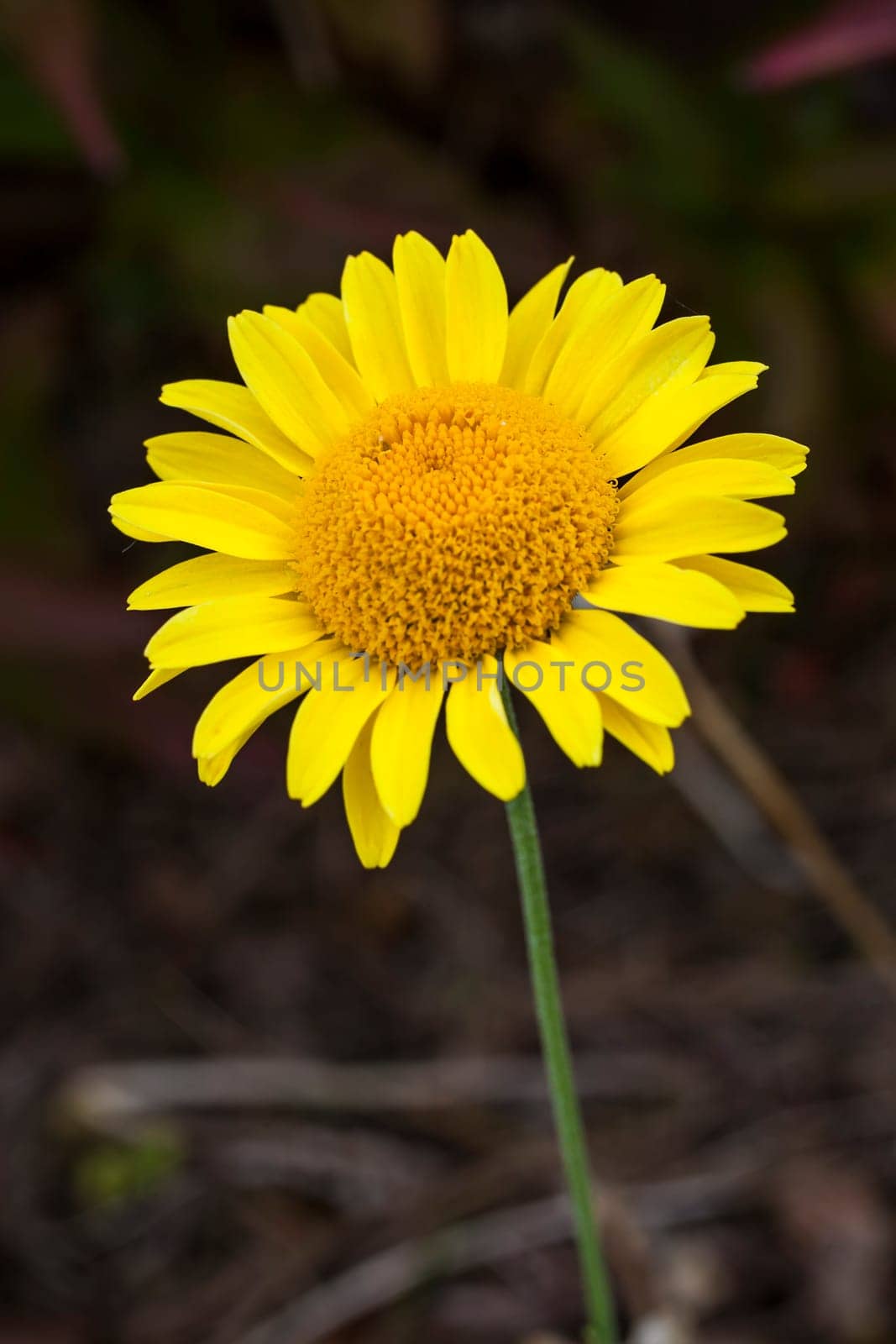 Cota tinctoria (Anthemis tinctoria) 'Golden Rays' a golden yellow herbaceous springtime summer flower plant commonly known as dyer's chamomile