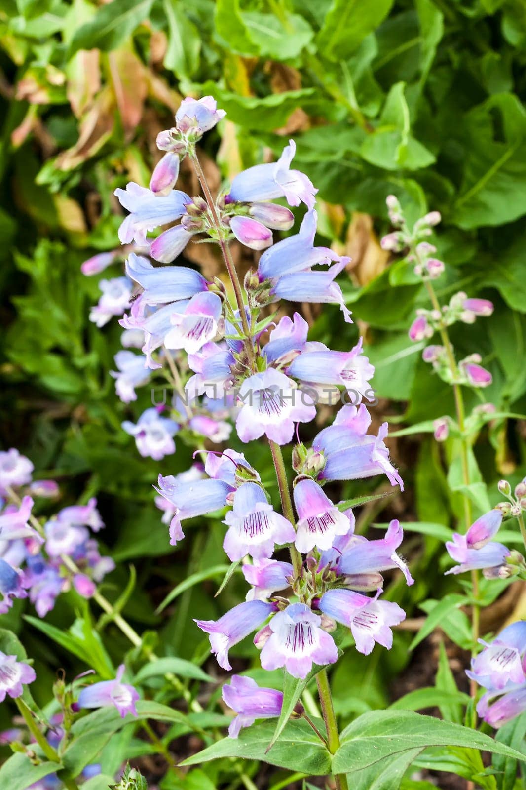 Penstemon 'Stapleford Gem' a spring summer flowering plant