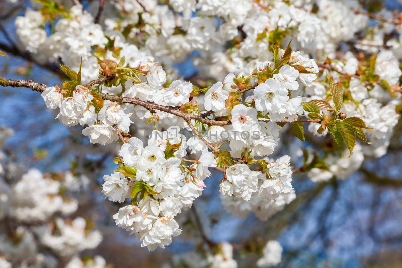 White cherry blossom flowers shrub on a tree in springtime