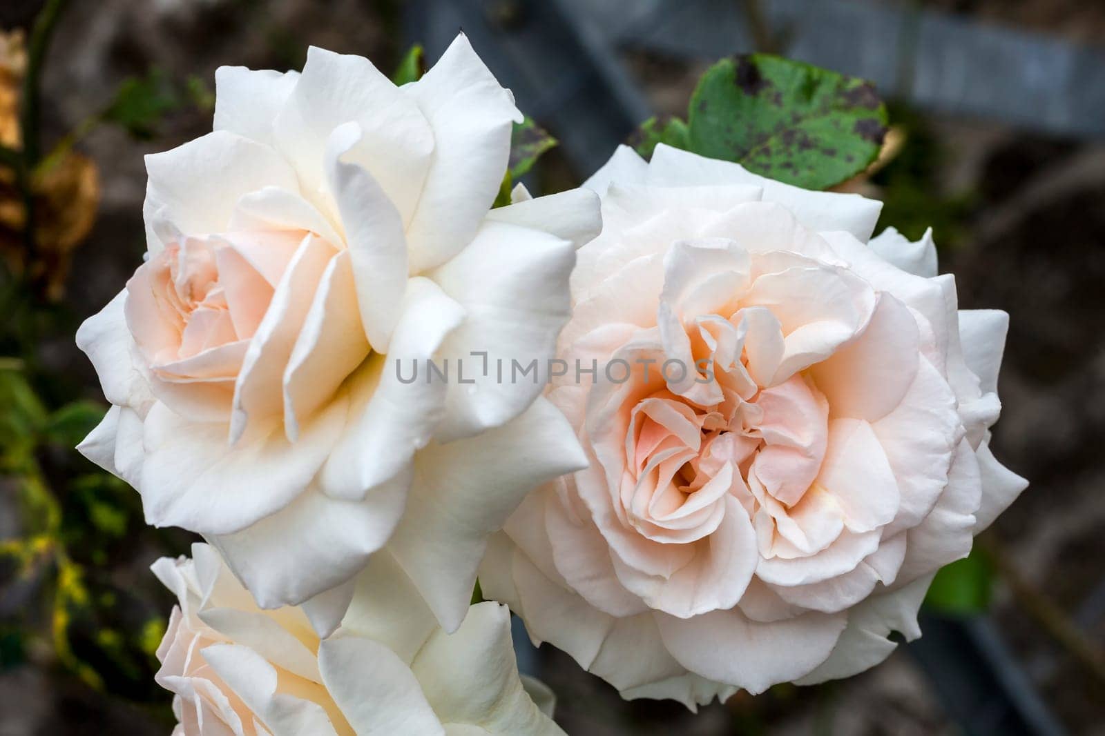 Rose Penny Lane 'Hardwell' a pink double flower plant