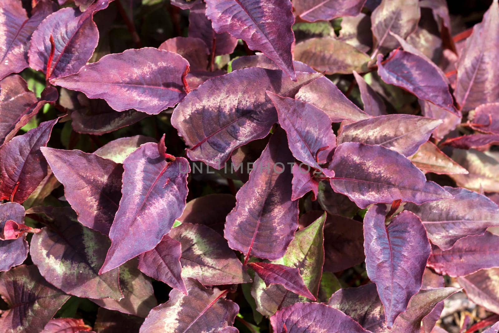 Persicaria microcephala 'Red Dragon' a dark purple red leaved flower plant commonly known as knotweed