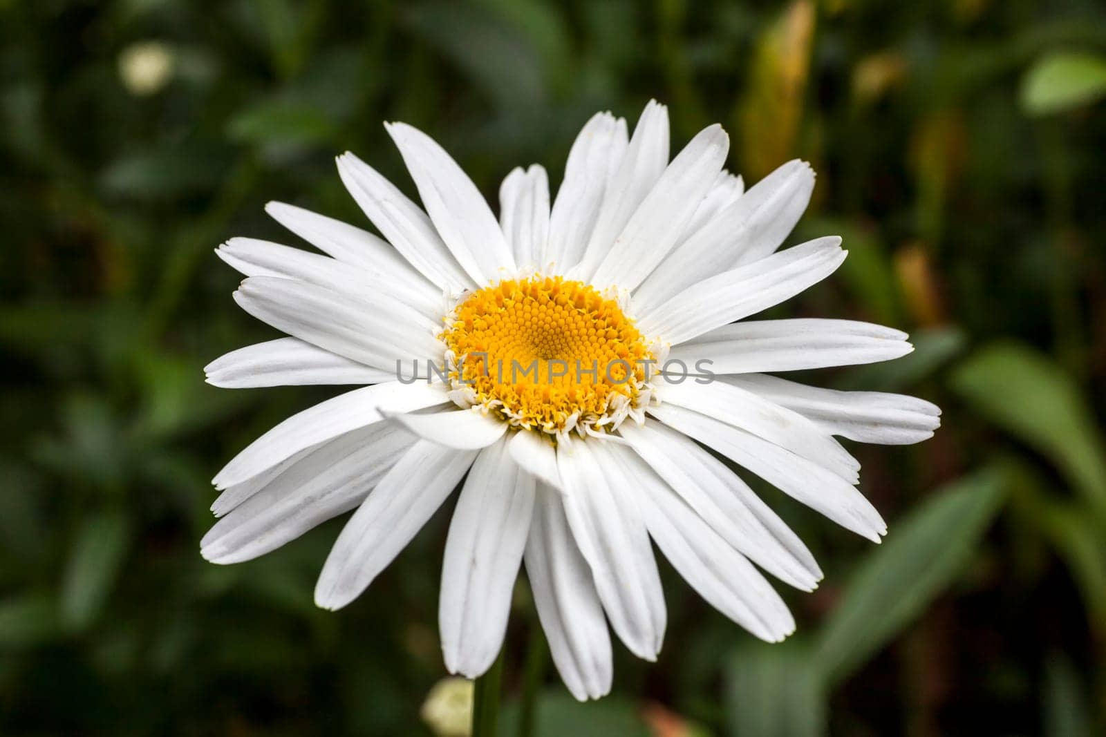 Leucanthemum x superbum 'Wirral Supreme' a spring summer flowering plant commonly known as Shasta daisy