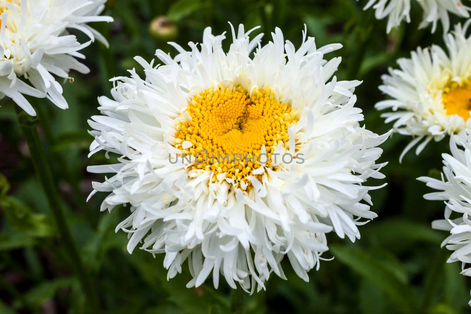 Leucanthemum x superbum 'Engelina' a spring summer flowering plant commonly known as Shasta daisy
