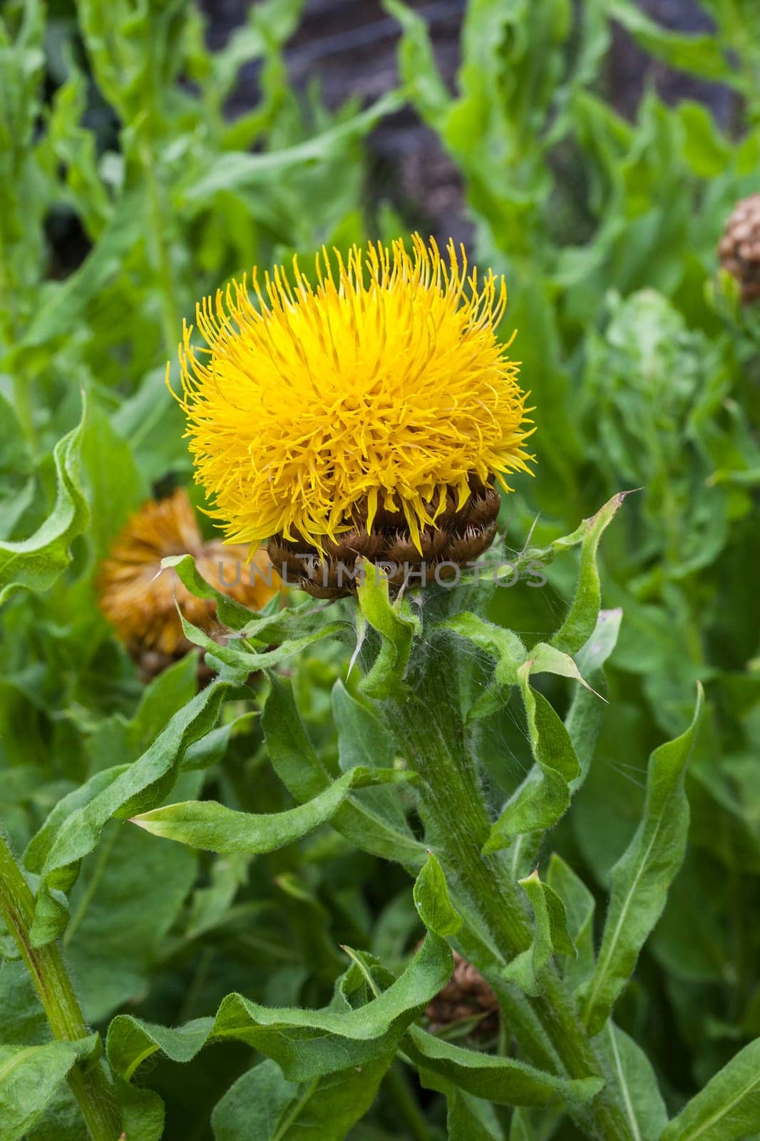 Centaurea macrocephala a yellow thistle like flower plant commonly known as bighead, knapweed, Armenian Basket Flower and Globe Centaurea