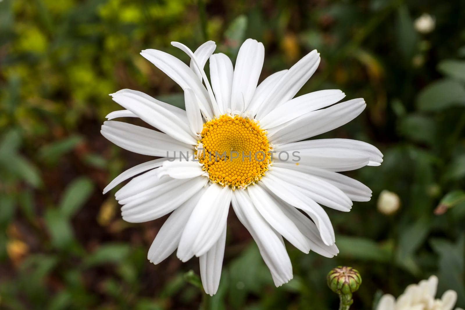 Leucanthemum x superbum 'Wirral Supreme' a spring summer flowering plant commonly known as Shasta daisy