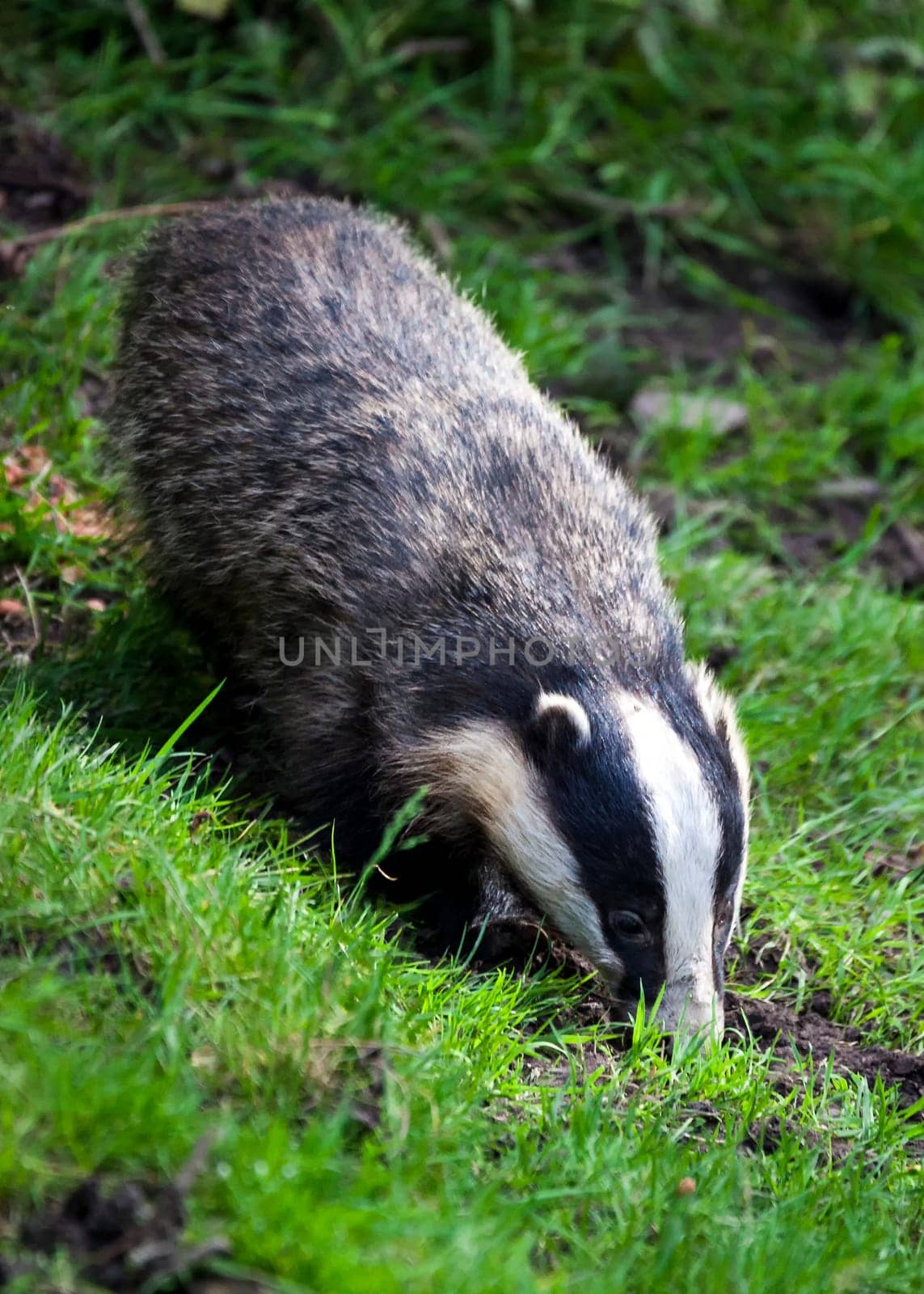 Badger which is a black and white wild animal feeding in woodland forests