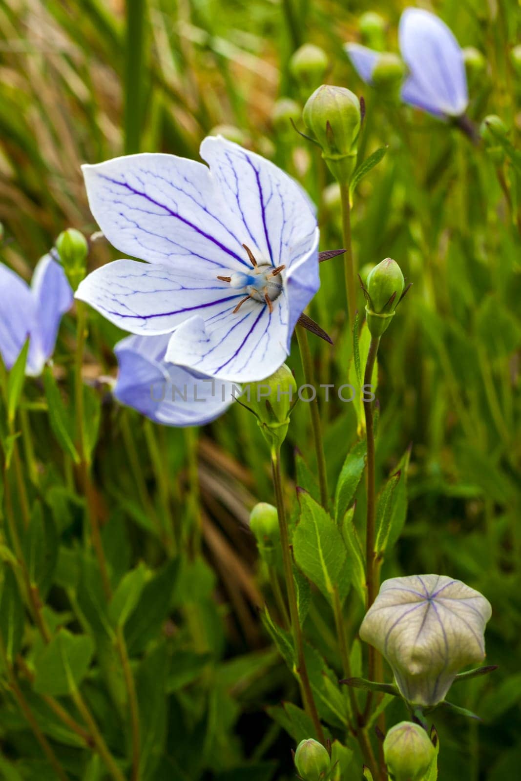 Platycodon grandiflorus 'Perlmutterschale' a pink herbaceous perennial summer flower plant commonly known as Balloon Flower