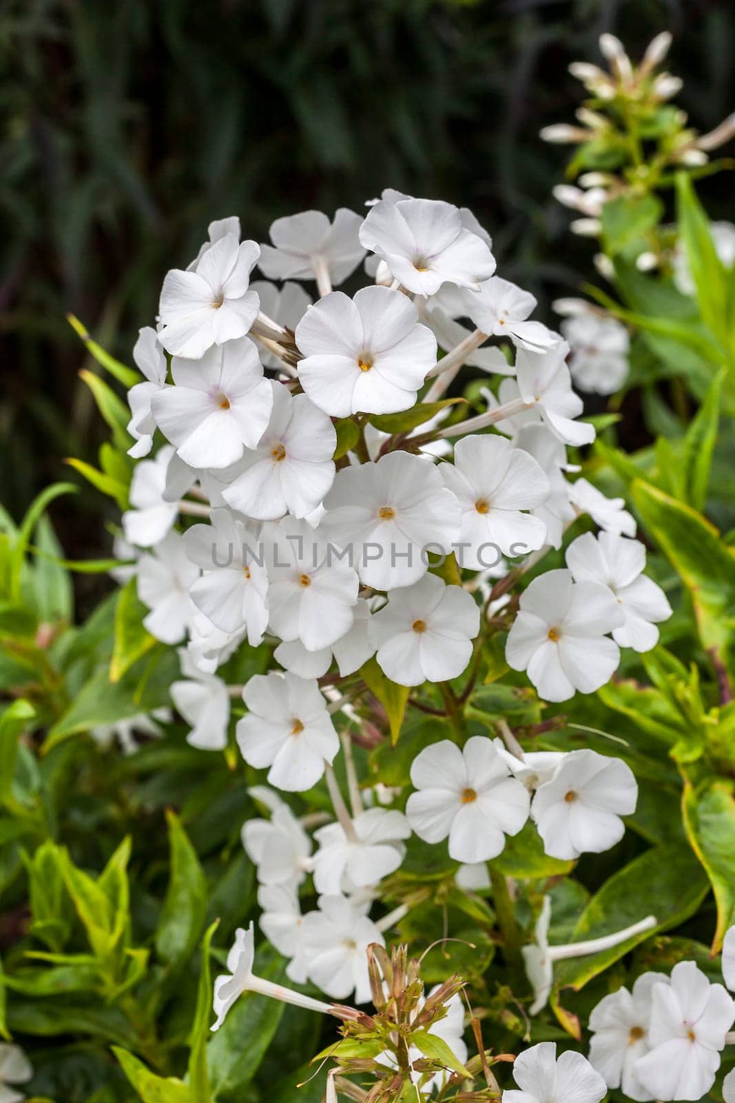 Phlox carolina 'Miss Lingard' an herbaceous springtime summer white flower plant