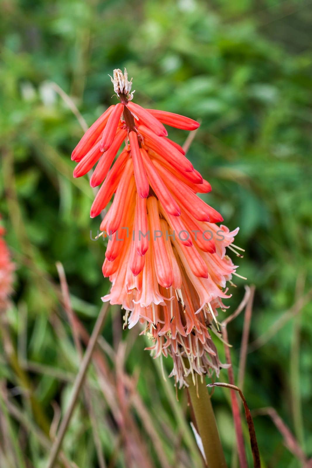 Kniphofia spendida 'Strawberries and Cream' a coral pink semi evergreen perennial summer autumn flower plant commonly known as red hot poker or torch lily
