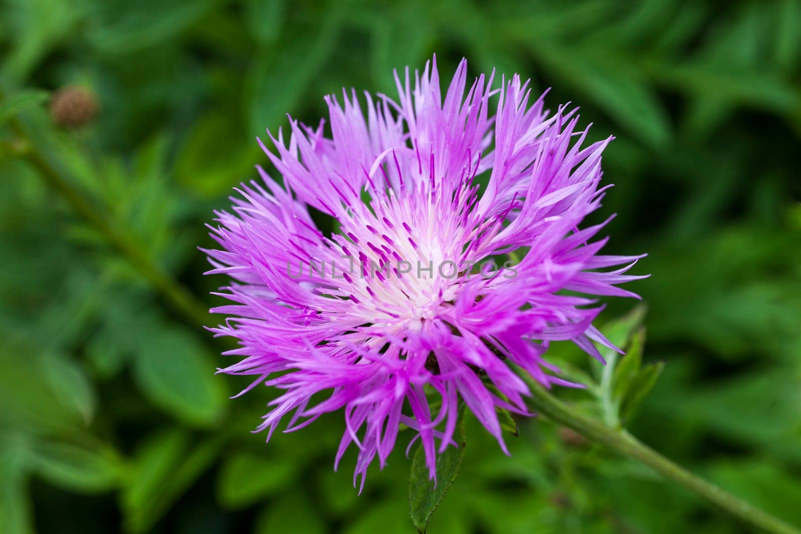 Centaurea dealbata an herbaceous pink perennial summer autumn flower plant commonly known as Persian cornflower