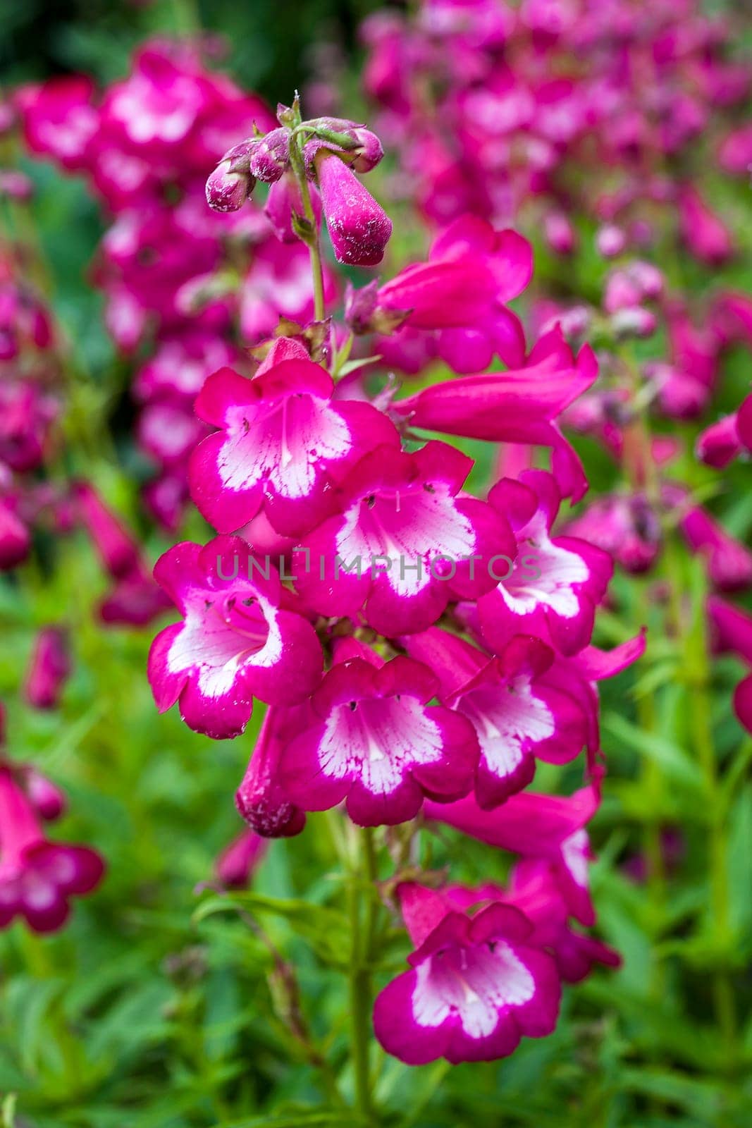 Penstemon 'Marilyn' a red pink summer semi evergreen red perennial flower plant