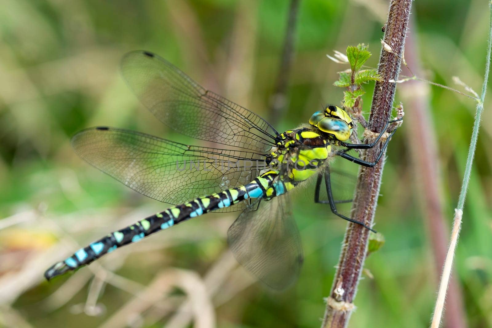 Southern Hawker Dragonfly ( Aeshna cyanea) male in Autumn