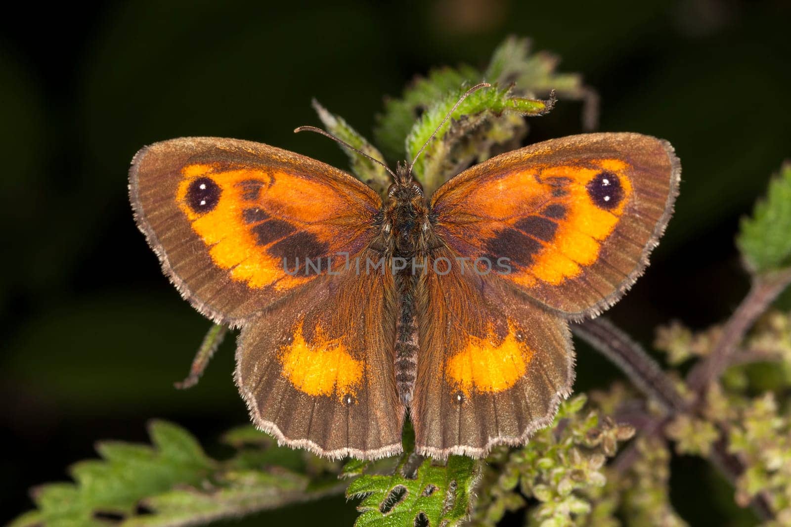 Gatekeeper Butterfly (Pyronia tithonus) commonly known as Hedge Brown