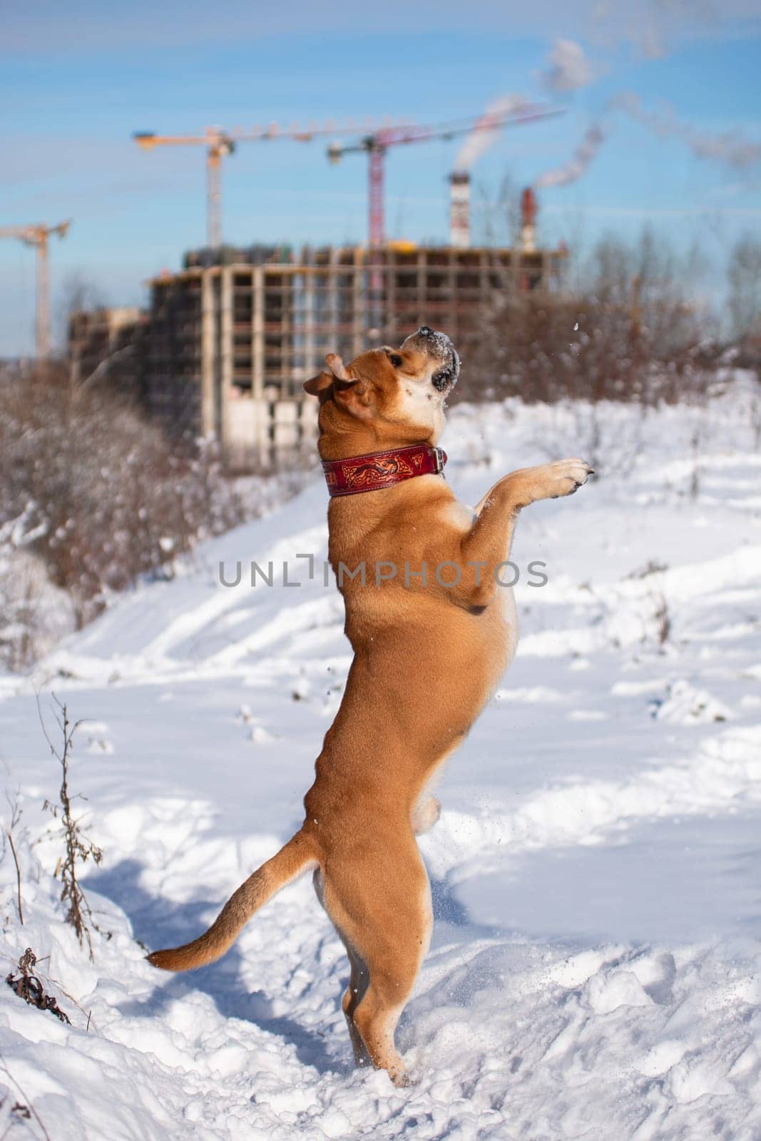 The red-haired orange big powerful dog of the breed Cadebo, walking in the winter, in the snow, against the background of an unfinished building rose to its full height on its hind legs