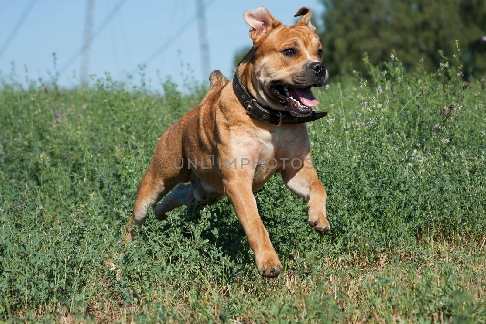 Cadebo dog, red-haired, runs and jumps in the summer, swiftly, on a path among green grass