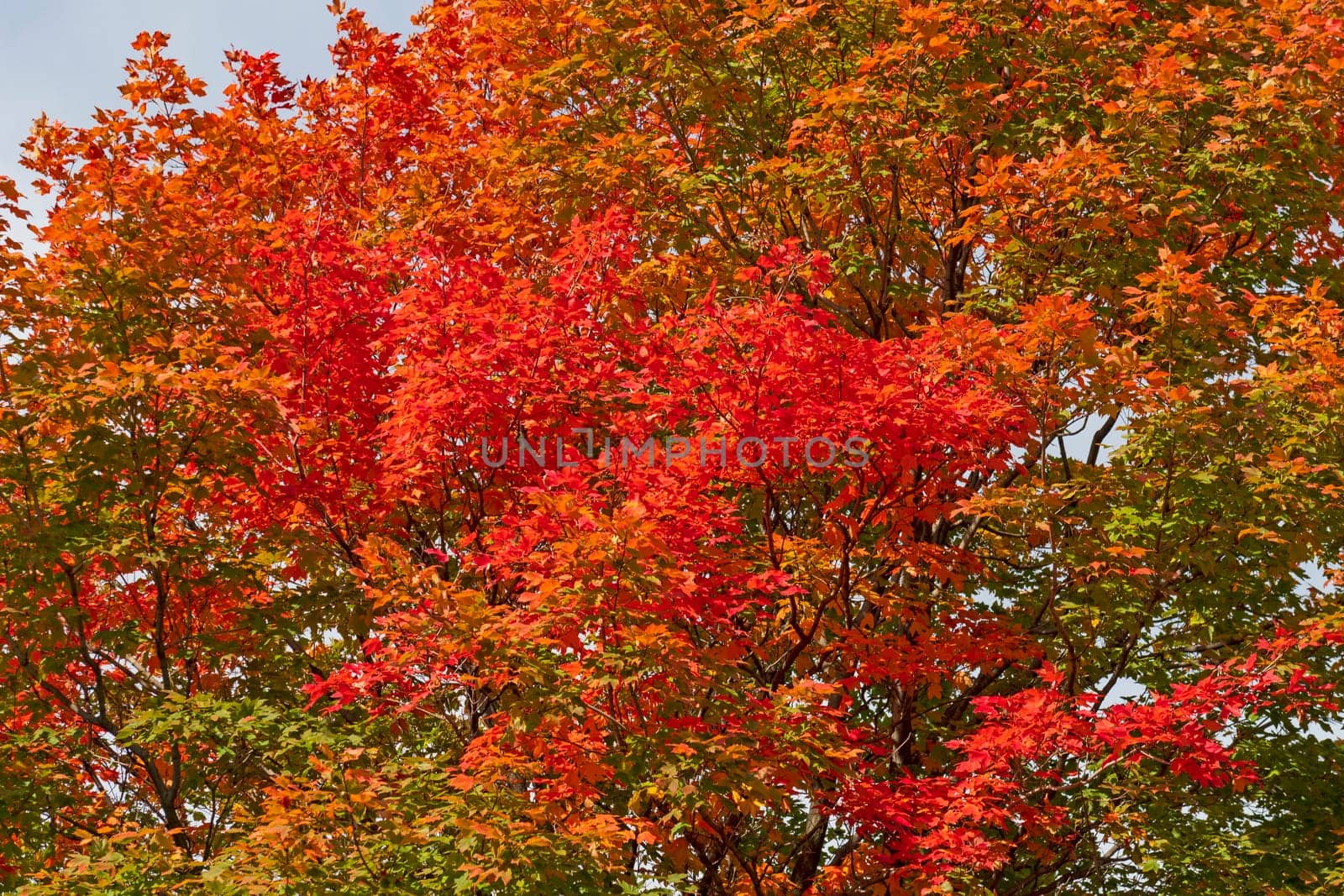 Splash of Red in the Fall Forest in Ned Brown Preserve in Illinois