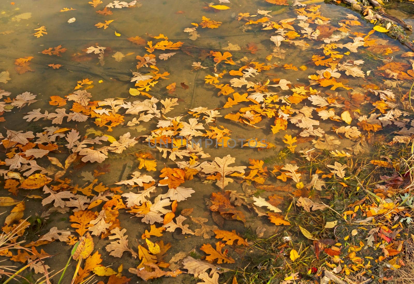 Fall Leaves Floating in a Forest Pond in Ned Brown Preserve in Illinois