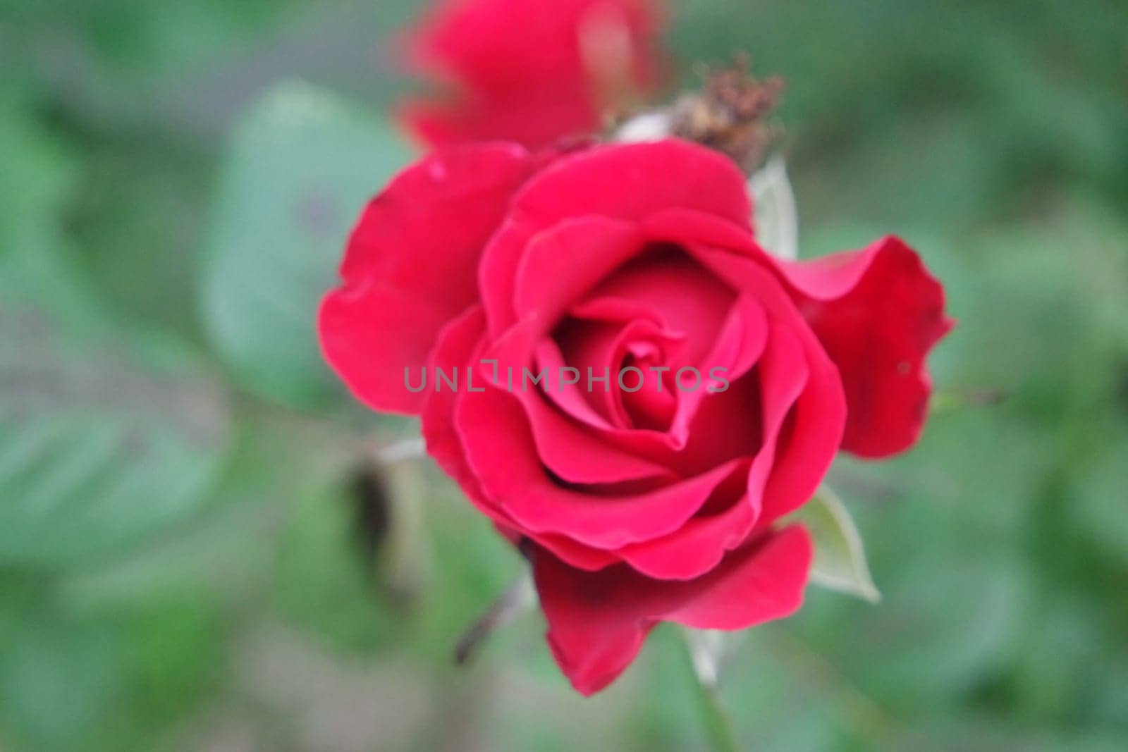 Closeup with selective focus on red flower with green leaves in background