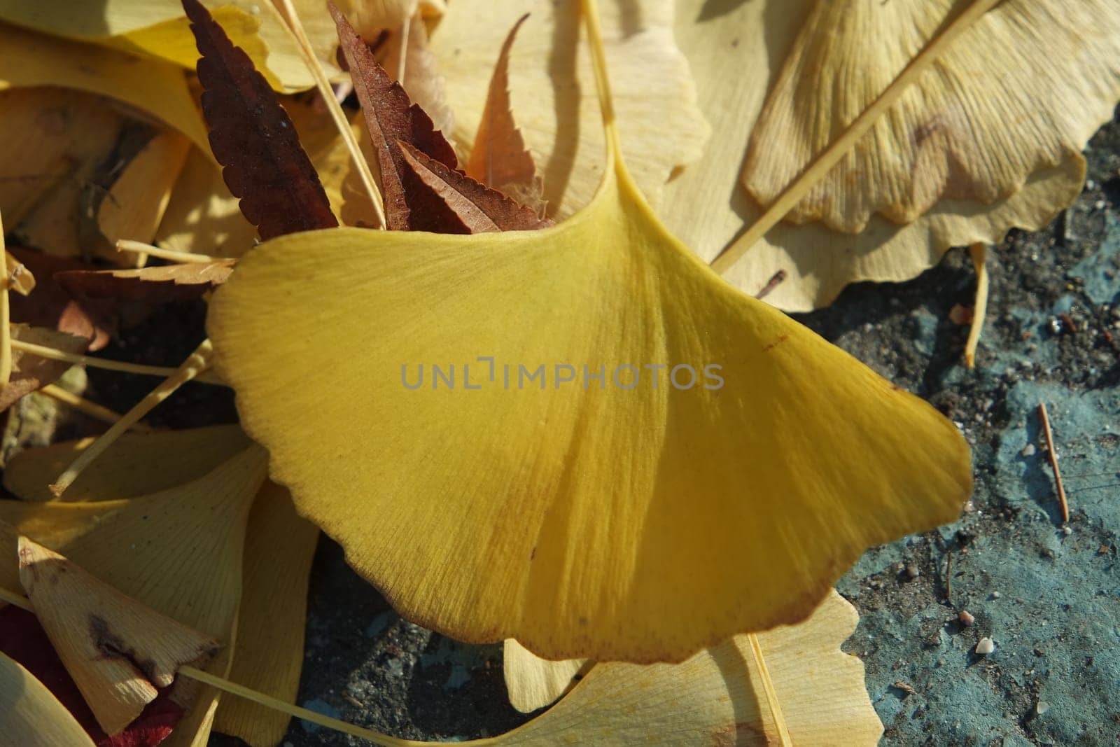 Ginkgo golden leaves on a grey color ground in autumn season. Autumn background