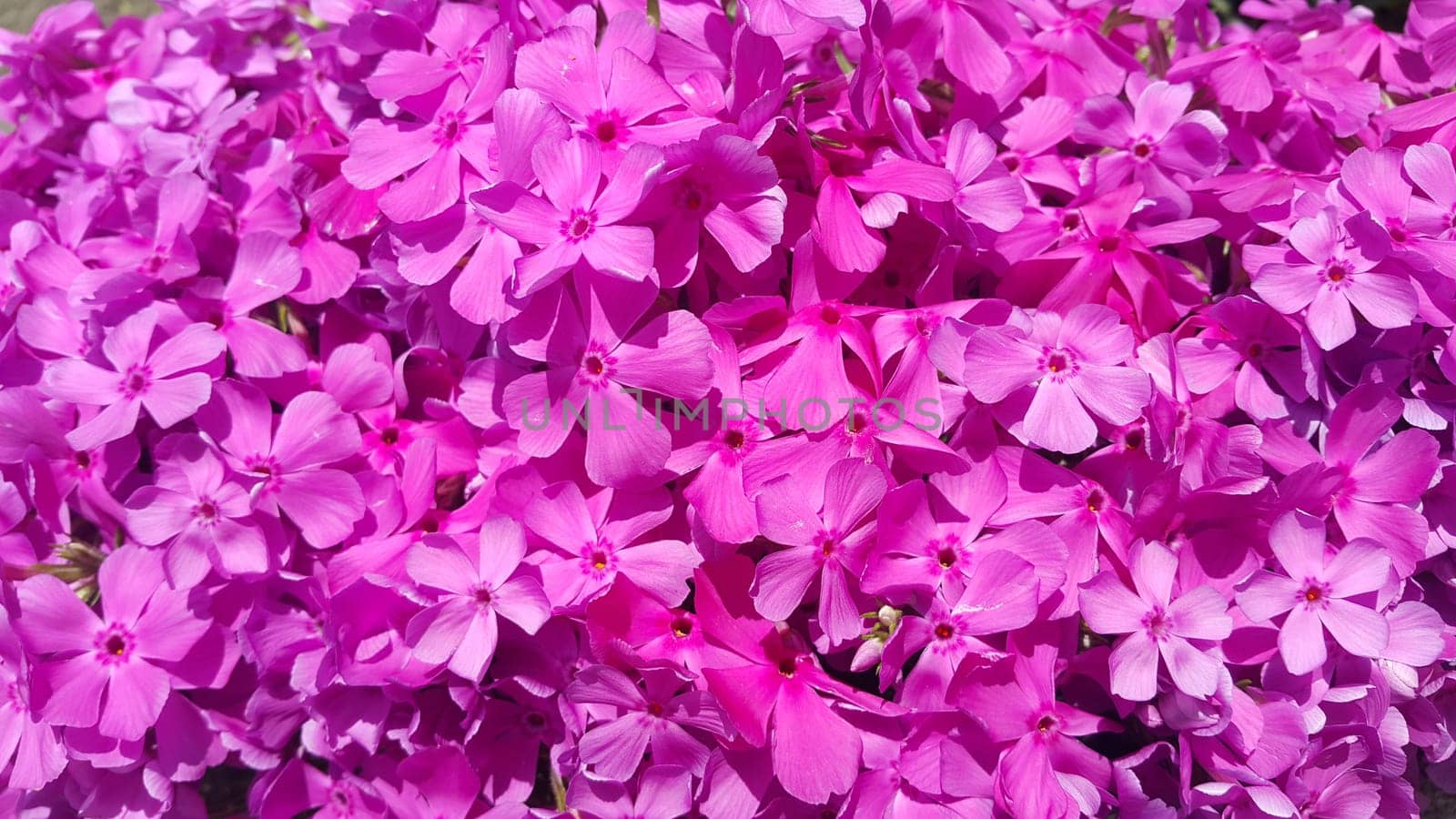 Close up view of several pink flowers with pink petals in spring season. A flower background for text and love messages