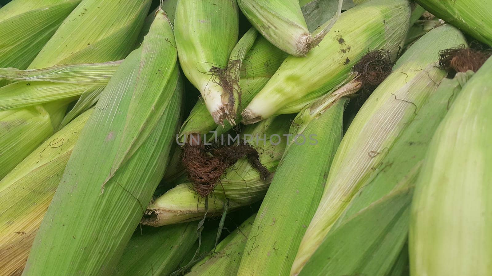 Closeup view of pile of corncob surrounded with green leaves. A pile of green corncob placed in market for sale. Corncob background for advertisements and texts.