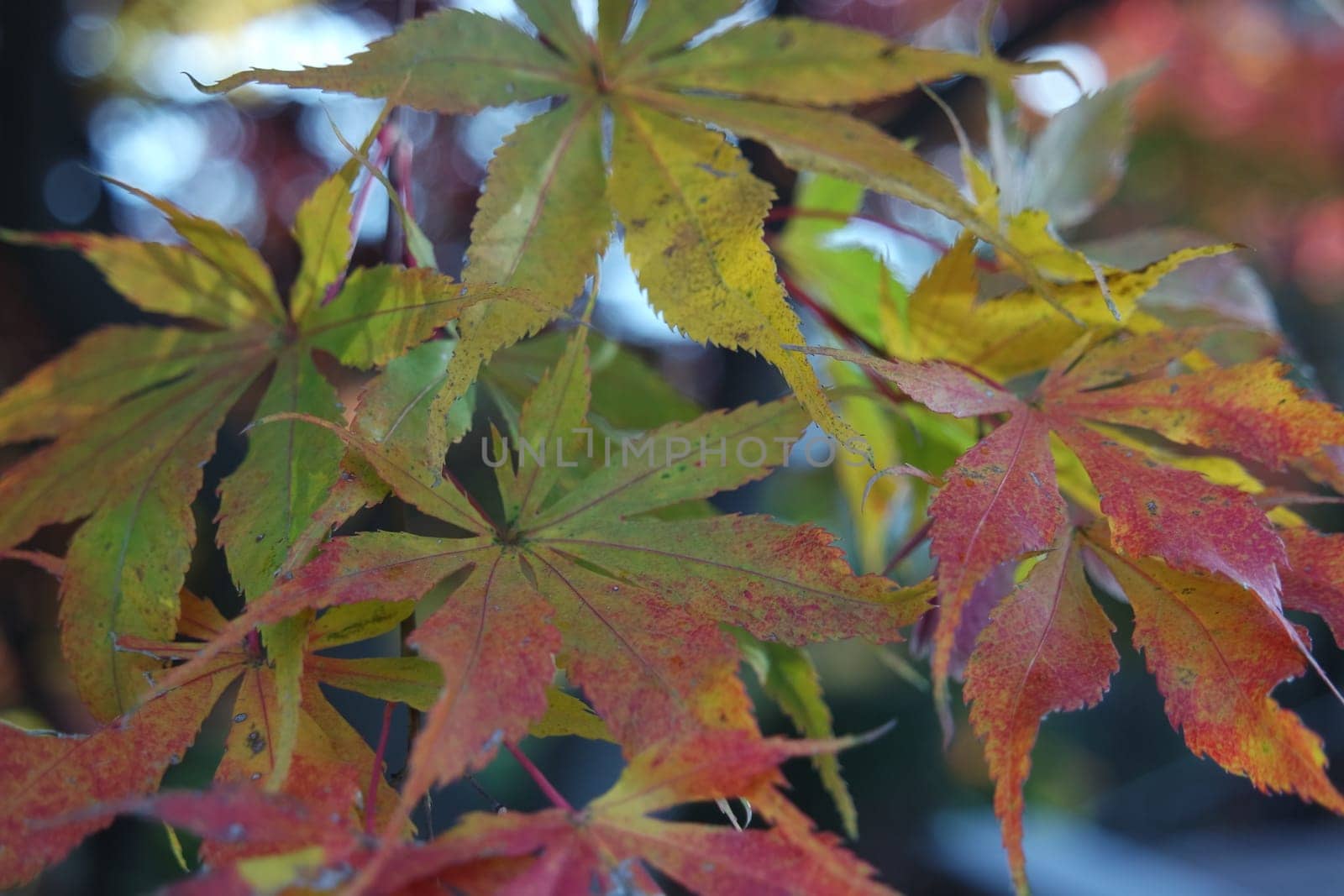 Closeup view of colorful vibrant leaves in fall season during autumn. Ivy in autumn with red and green leaves hanging from trees with twigs and branches