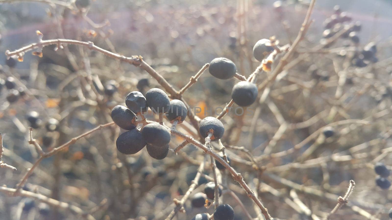 Closeup view of Black mountain ash berries: A selective focus view