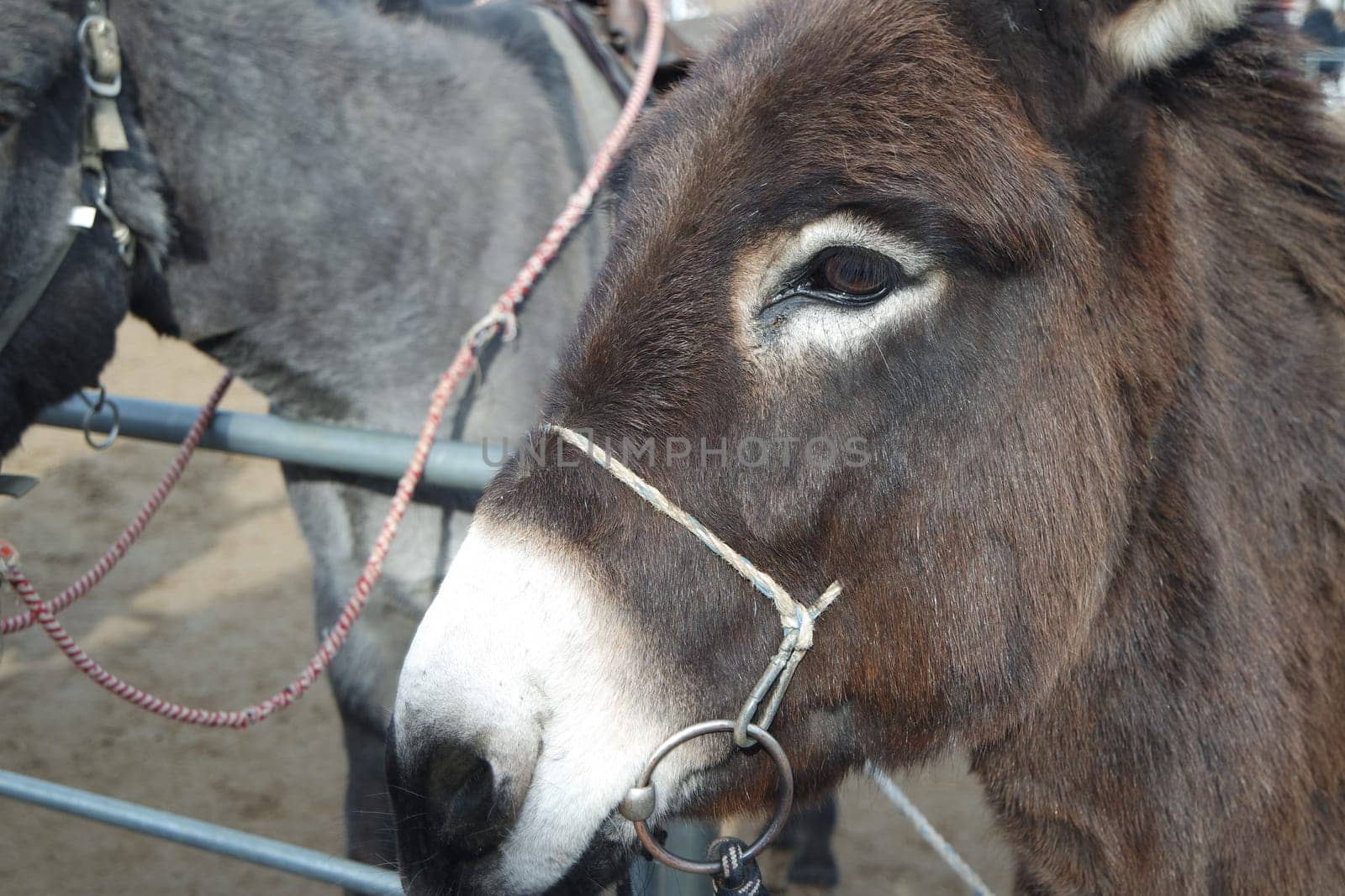 Brown donkey face with big eyes and large ears looking at camera standing inside a fence. Close-up on a donkey head profile in a natural environment in day time.