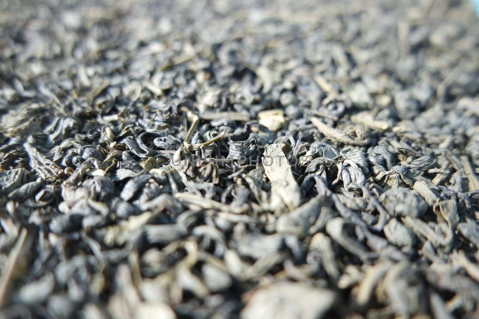 Close-up view of green tea dried leaves. Green tea or stevia rebaudiana leaves are of great medical importance for health.
