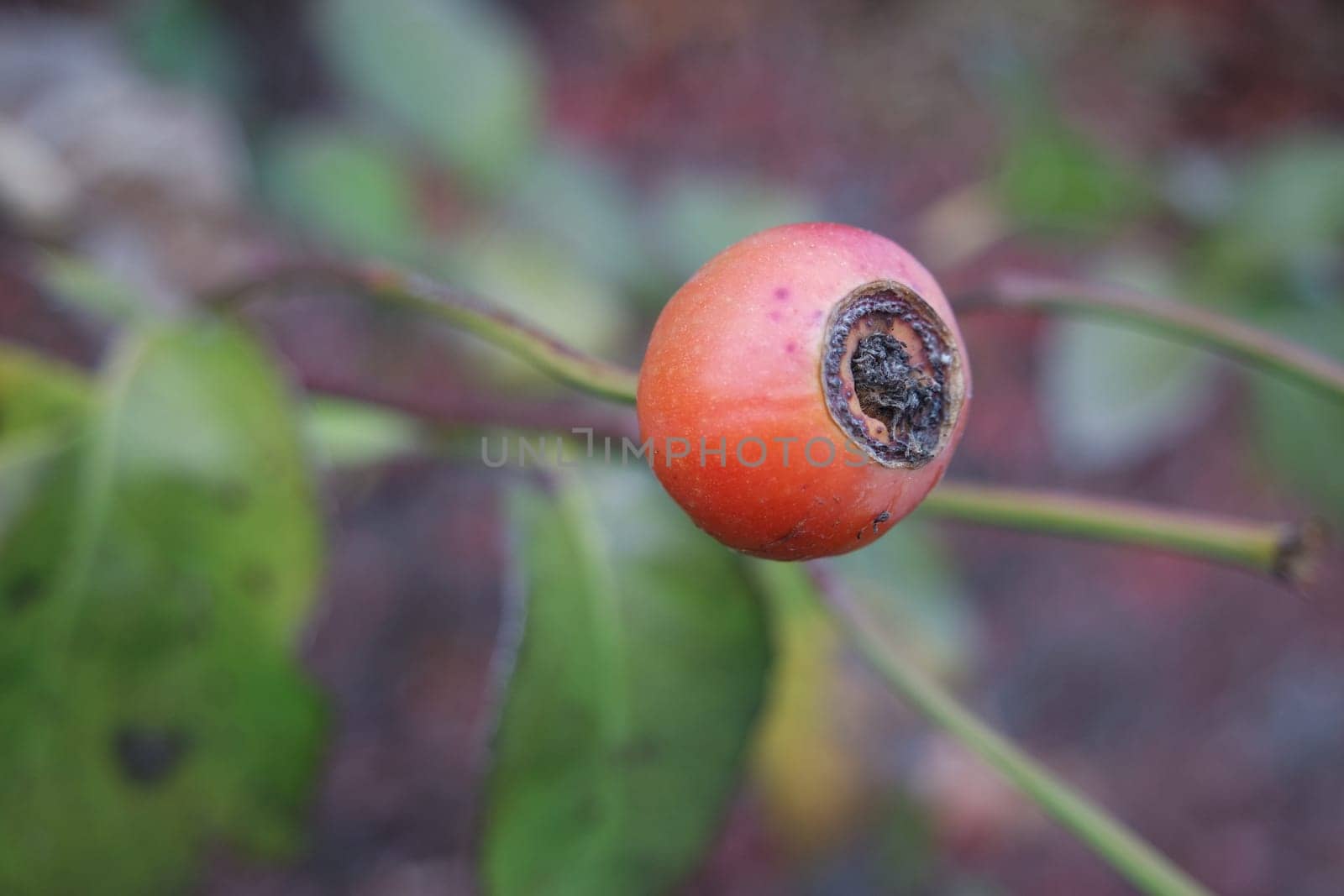 Close up of ripe red berries on branches of rose hips tree with golden leaves in autumn season
