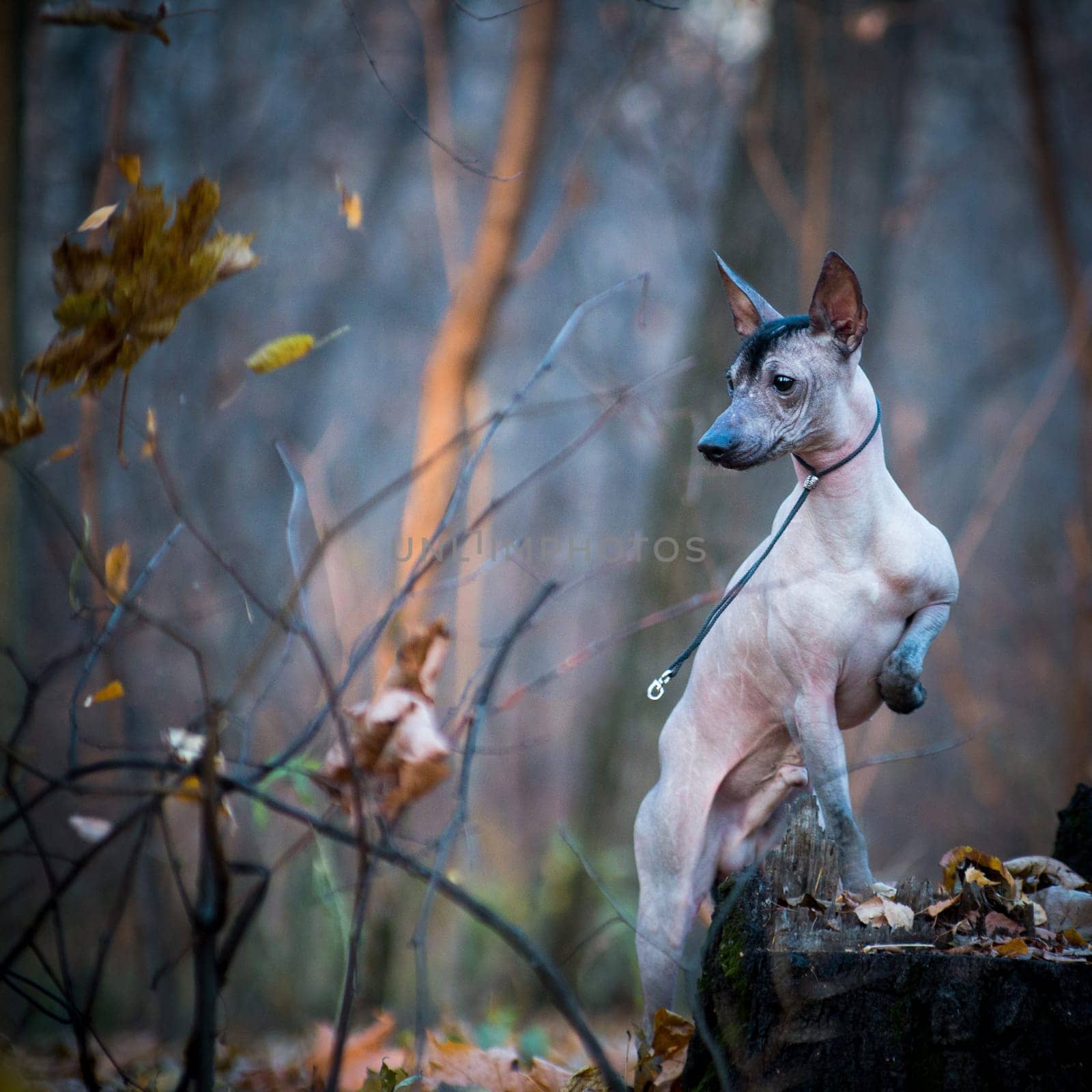 A brown hairless xolo breed dog (xoloitzcuintle, Mexican hairless dog) stands in the park in the wind, outdoors, on a stump, on its hind legs. Autumn and dry leaves fly.