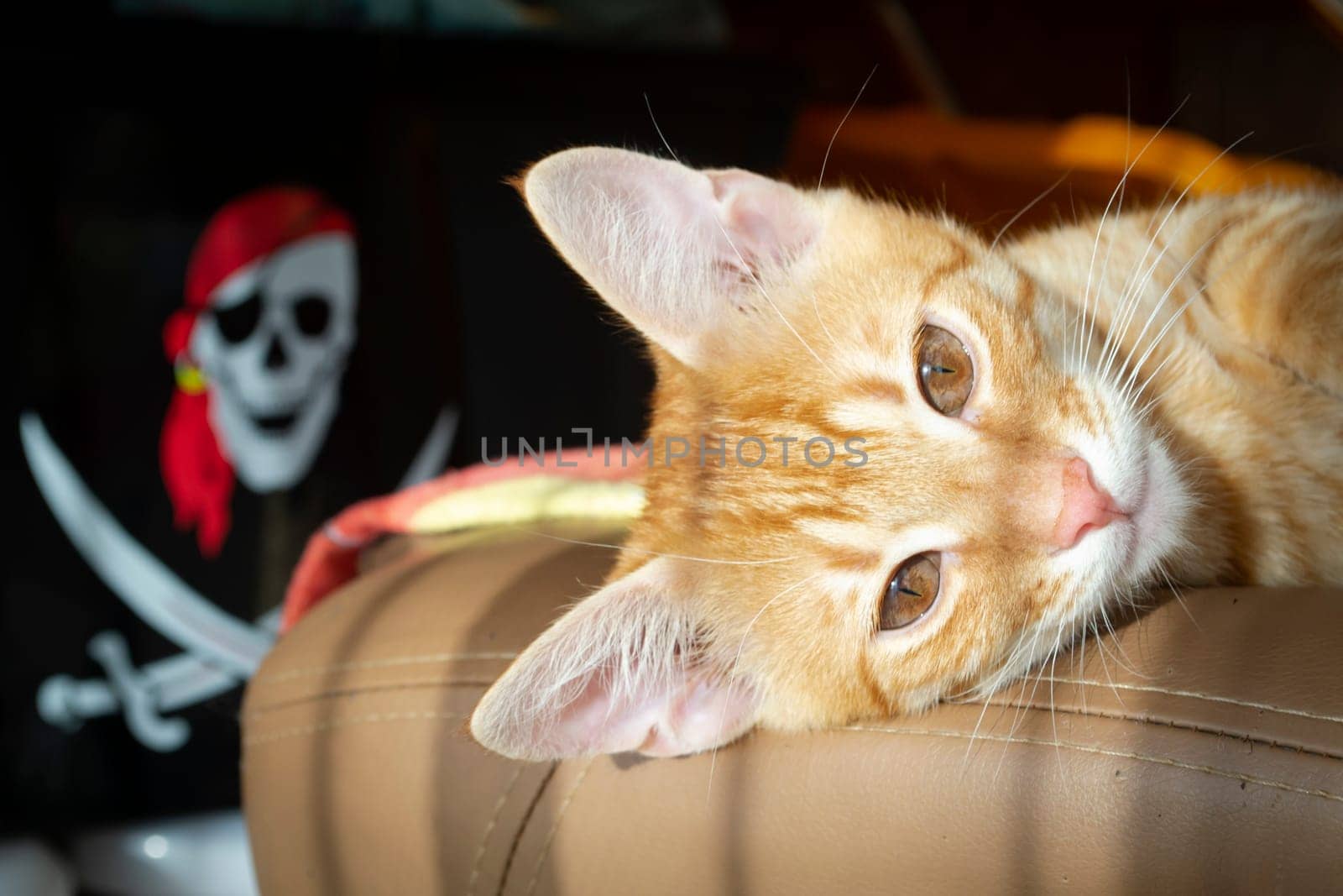 Lovely red kitten with pirate image in background. Funny cat closeup