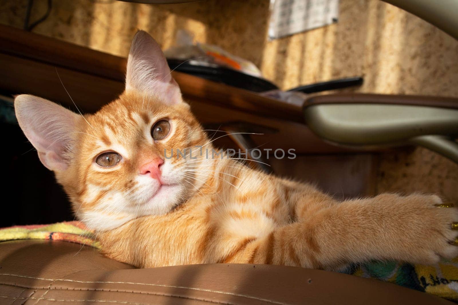 Portrait of a red male cat looking directly into the camera on the viewer. Adorable home animal close up