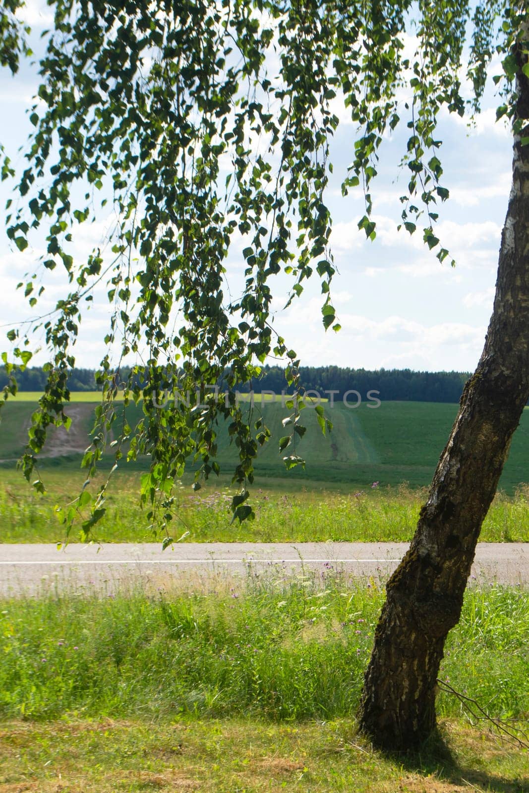 Sunny summer rural landscape with calm sky, country road and birch trees in Belarus