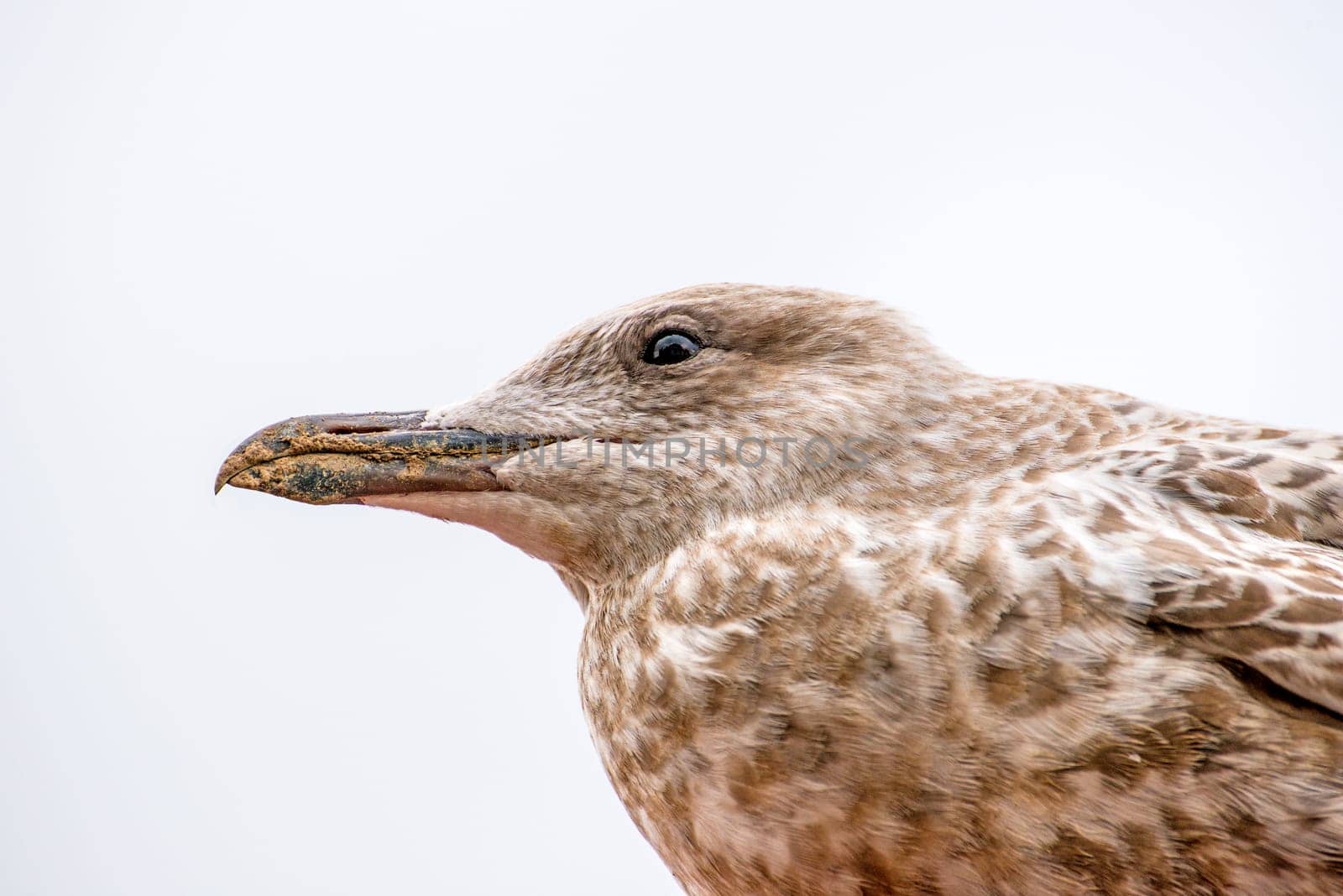Herring gull, young bird, closeup of the head