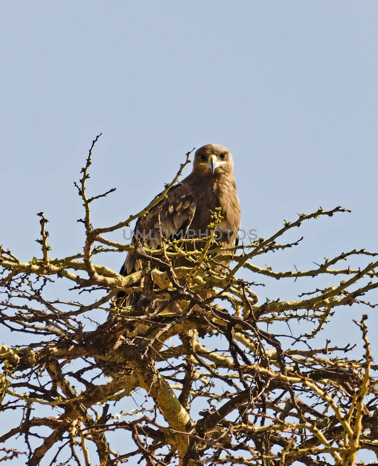 The eagle sits on the branches of a tree.