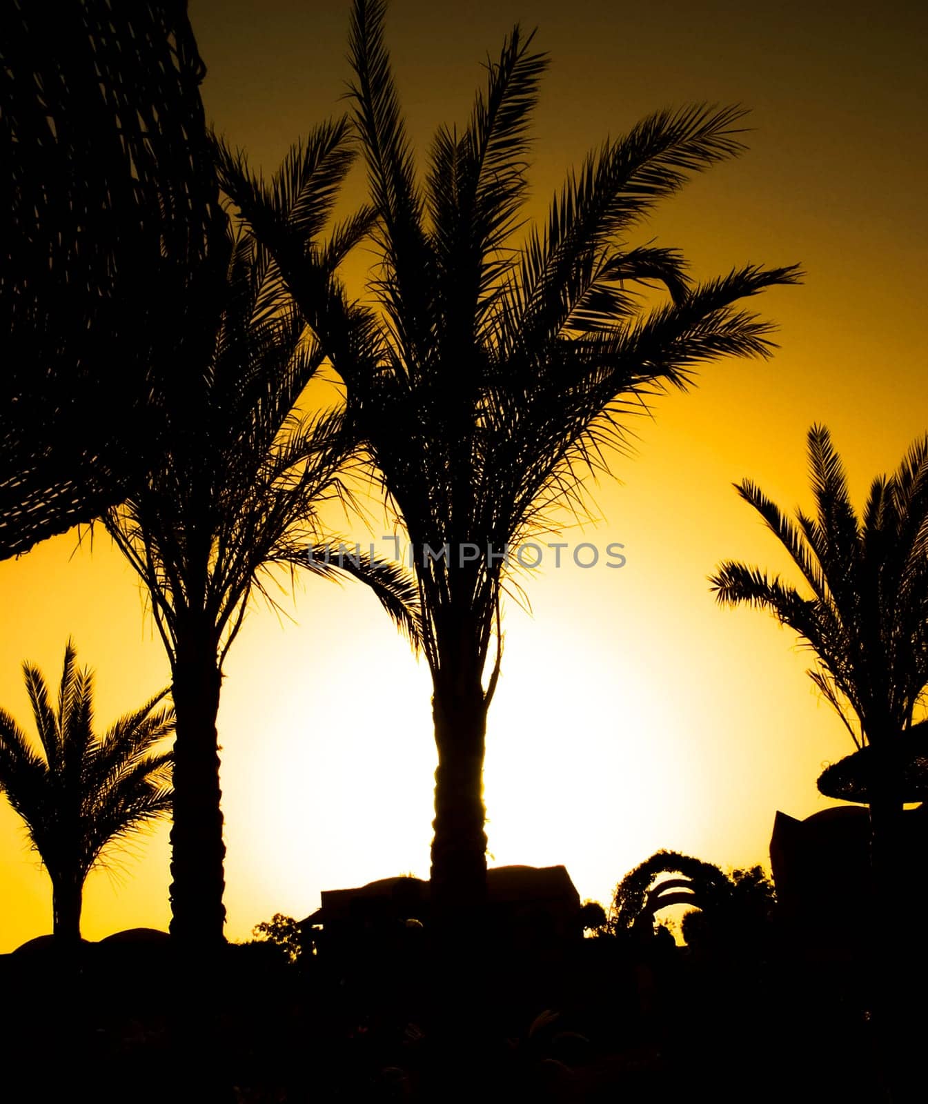 Silhouette of a palm tree on a sunset background.