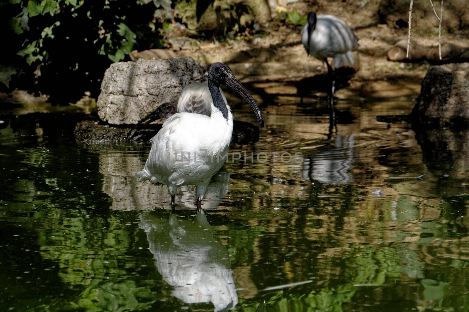 molucca ibis