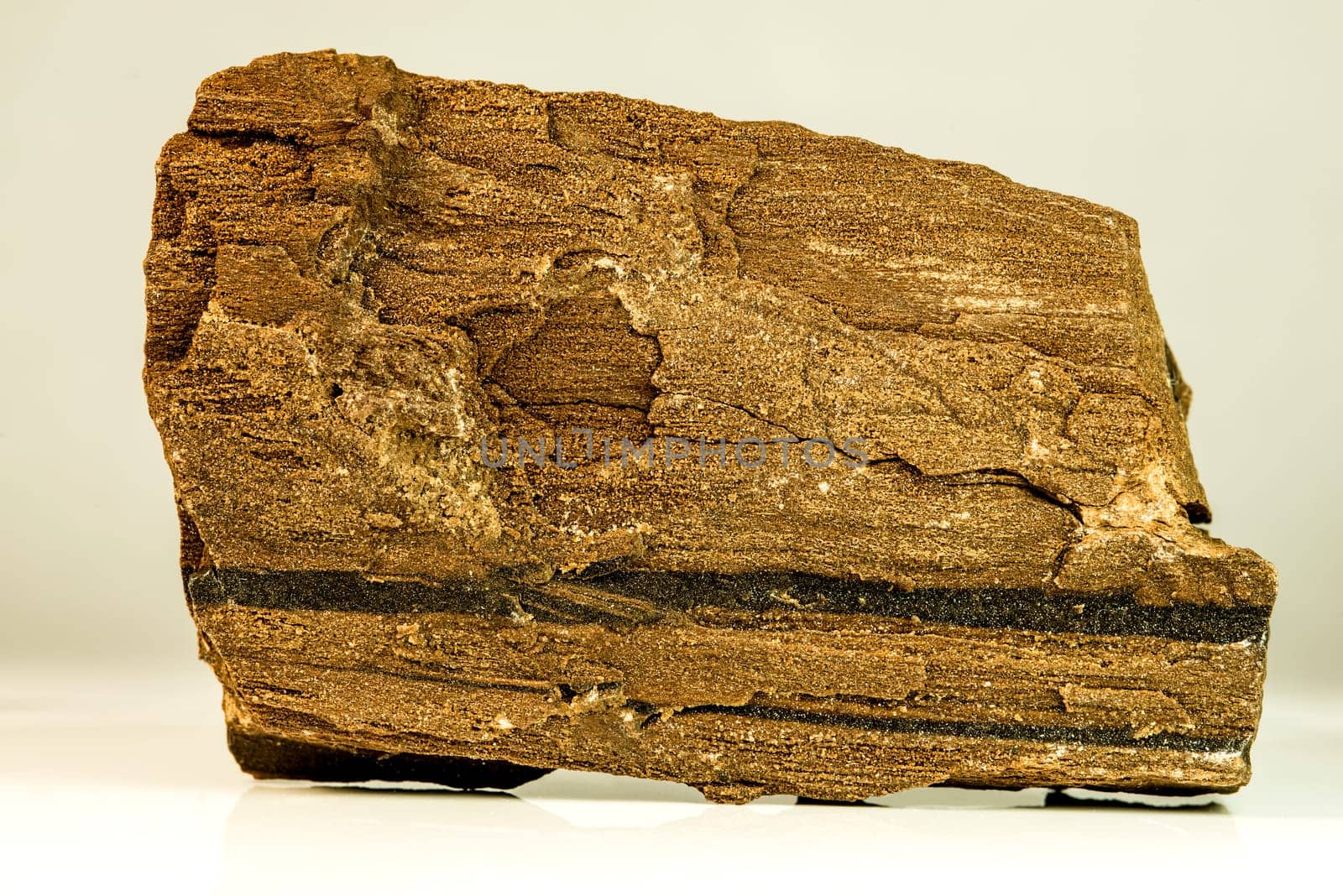 petrified wood of a sequoia tree