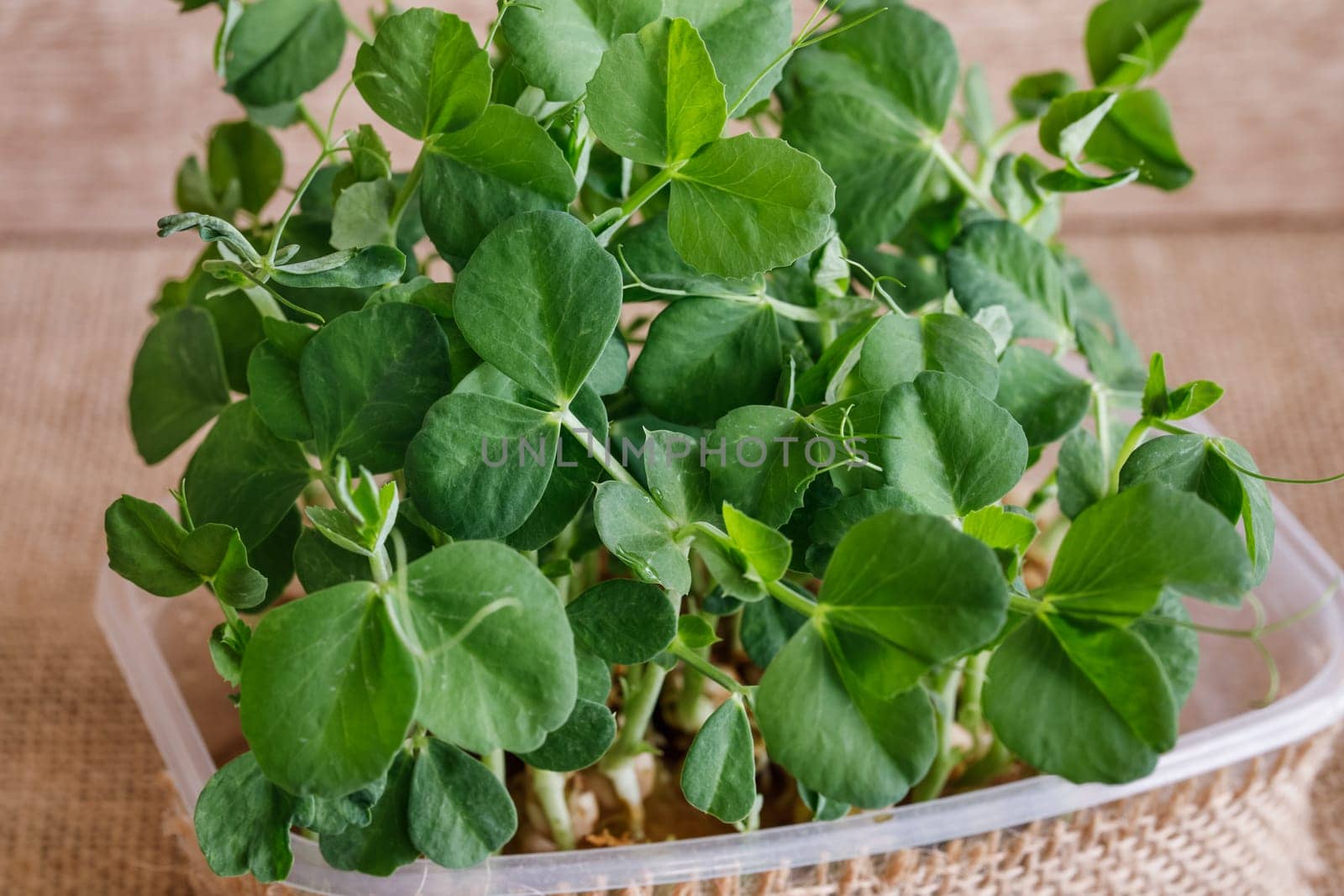 Fresh micro greens reflecting in glass table. Growing cabbage sprouts for healthy salad. Eating right, stay young and modern restaurant cuisine concept
