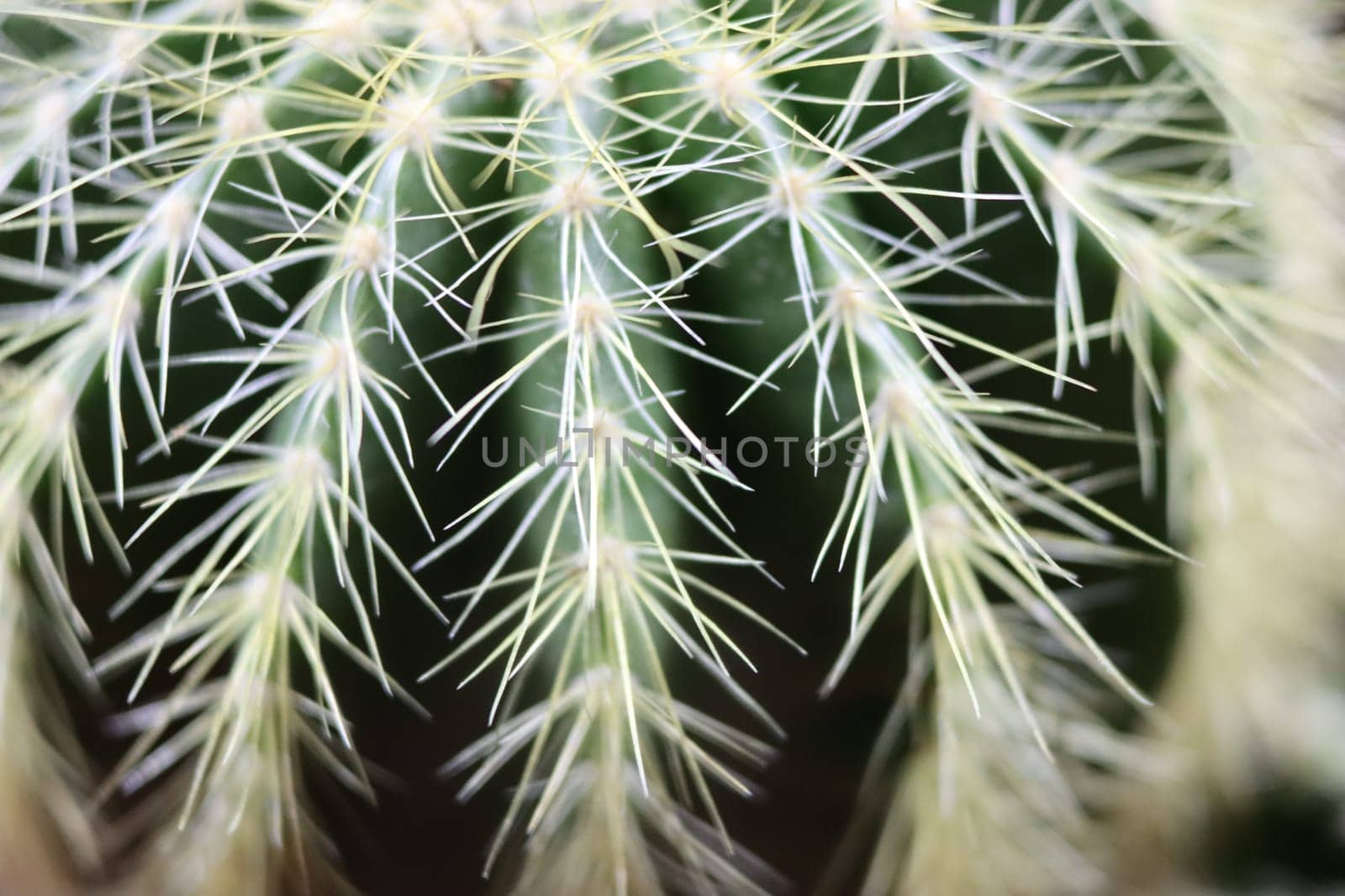 beautiful cactus with skewers for your pain defense protection