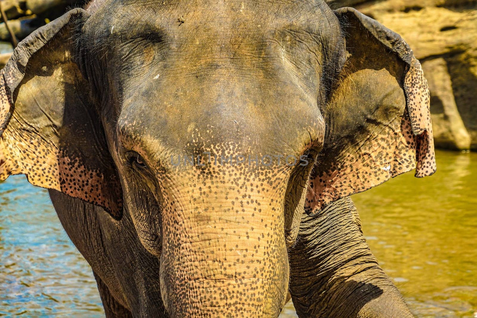 Wild elephant image (Sri Lanka Pinnawara). Shooting Location: Sri Lanka