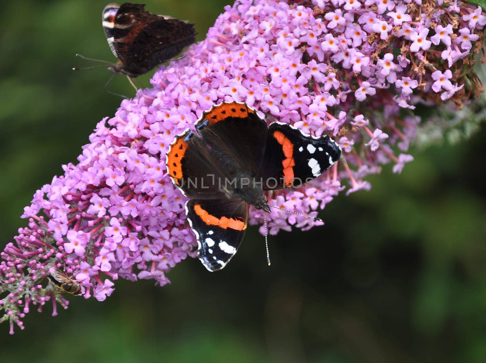 Inflorescence of a butterfly bush with red admiral