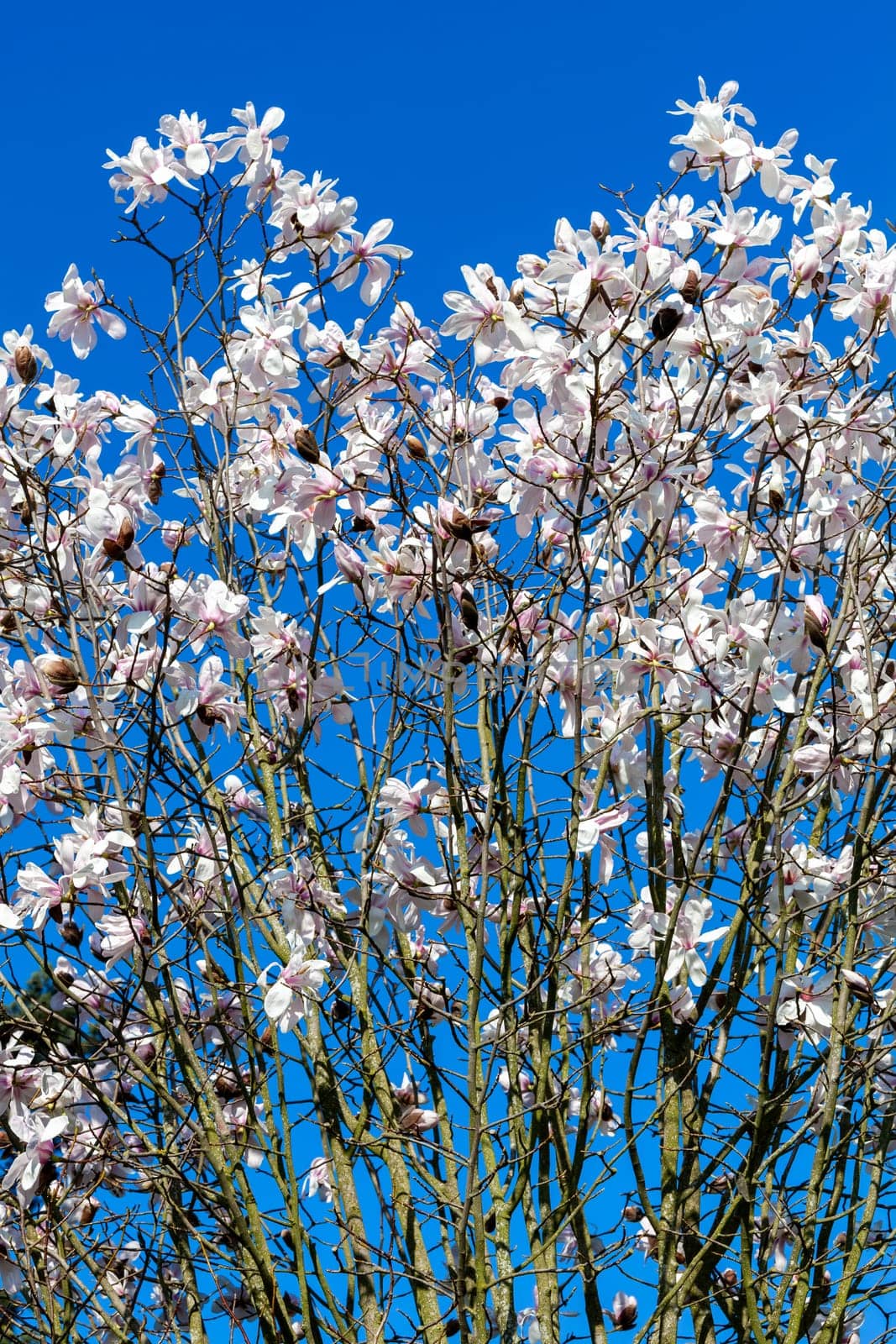 White pink magnolia blossom in flower on a springtime tree branch in the spring season with a blue sky which is commonly known as Willow Leafed Magnolia, stock photo image