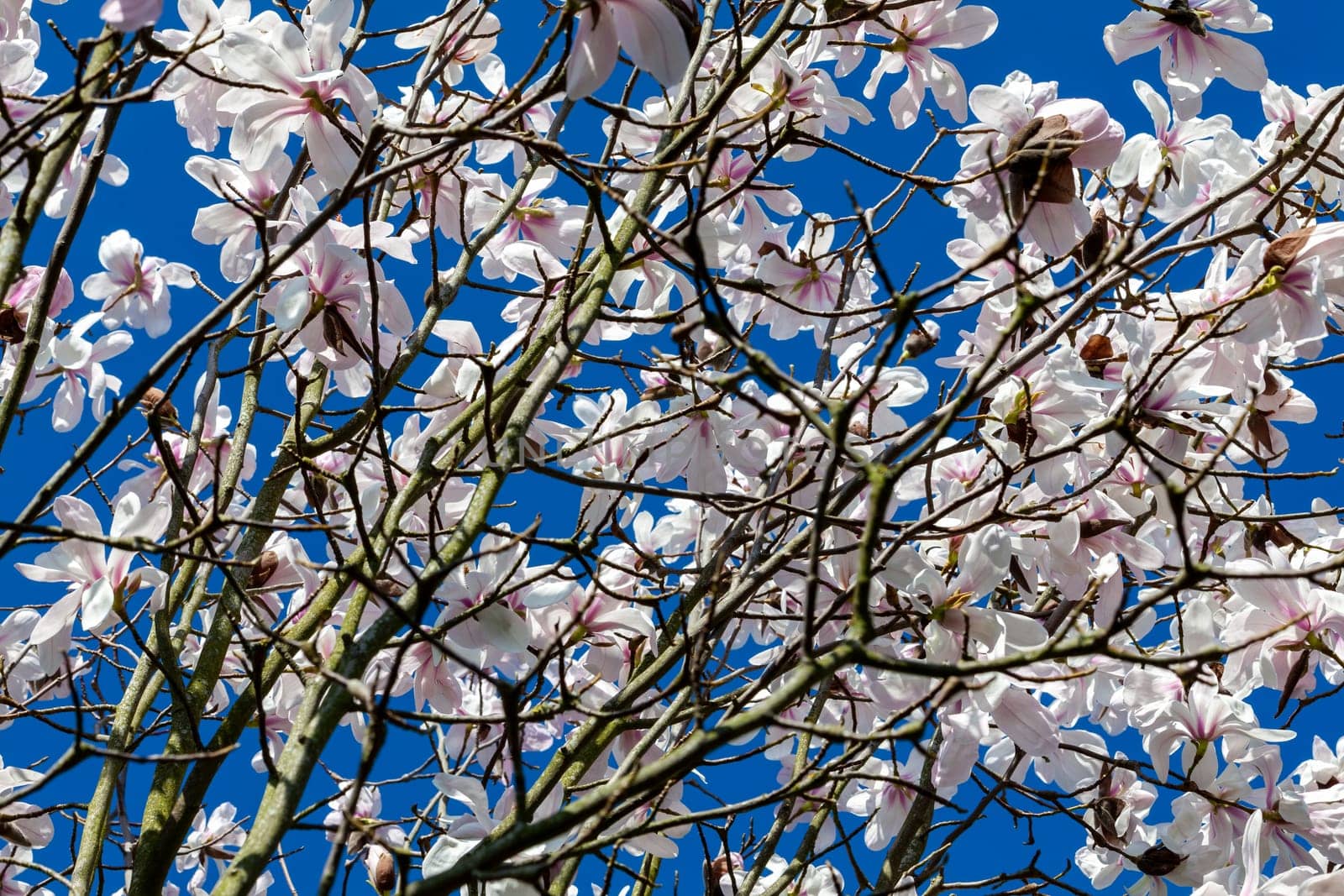 White pink magnolia blossom in flower on a springtime tree branch in the spring season with a blue sky which is commonly known as Willow Leafed Magnolia, stock photo image