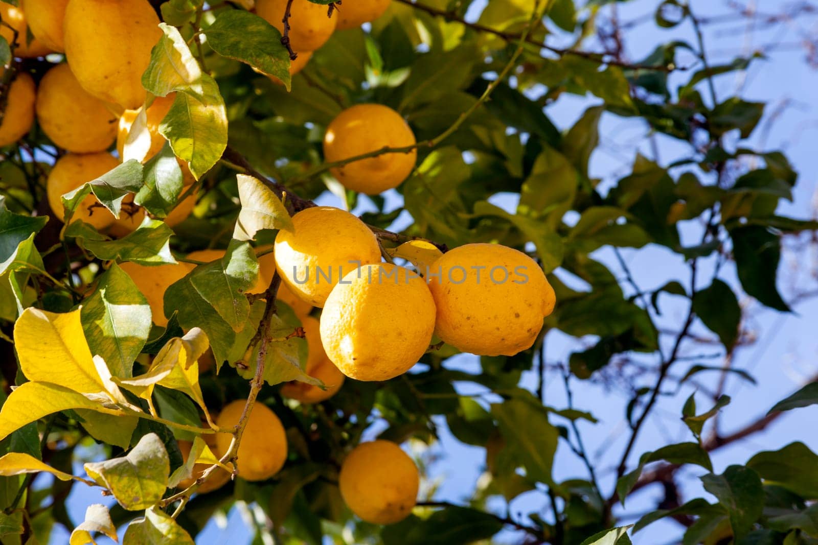 Lemon tree a yellow citrus fruit plant found in Middle East Mediterranean countries which is has vitamin C health benefits, stock photo image