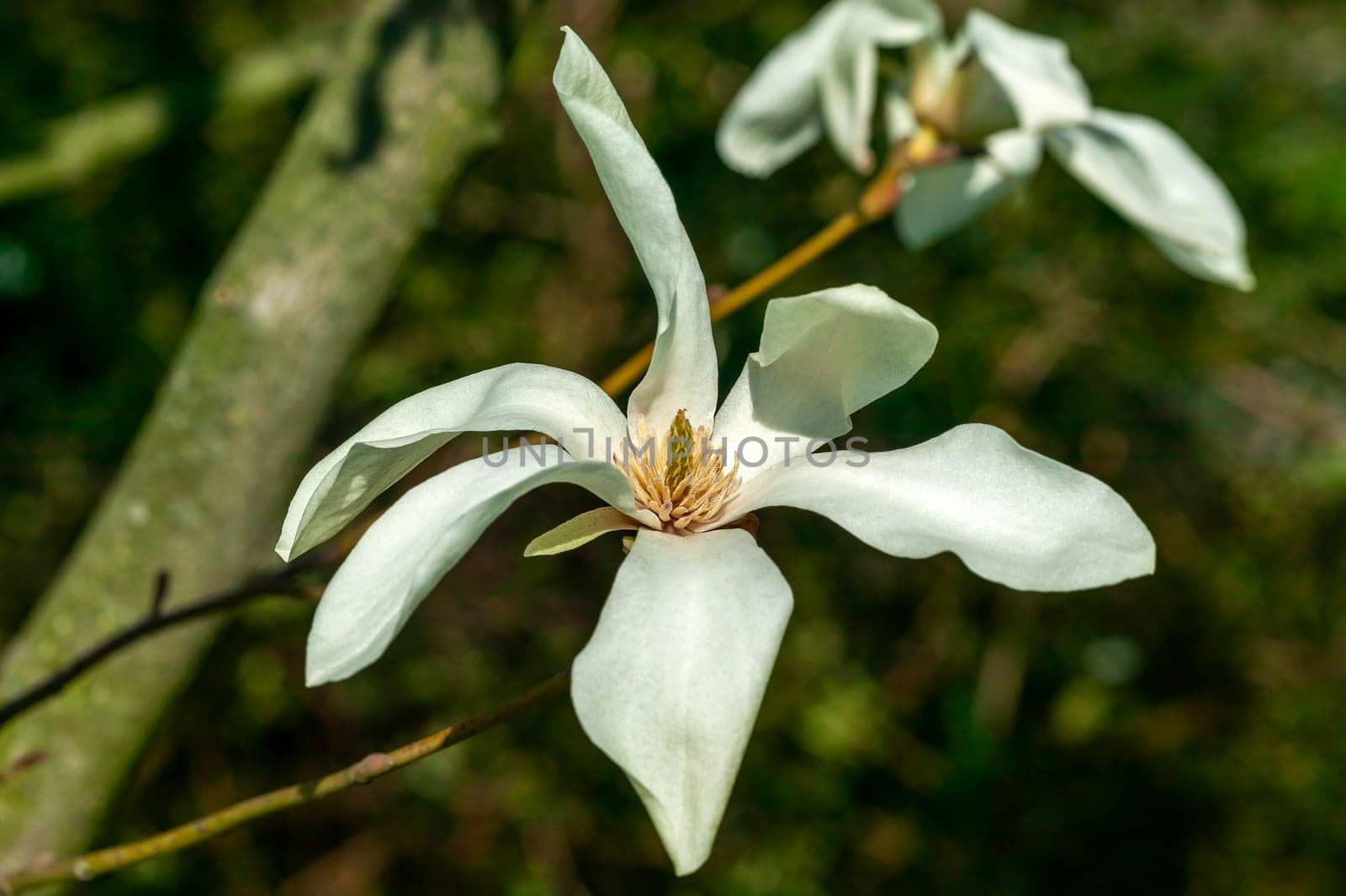 Magnolia x proctoriana a spring summer flowering tree plant with a white or pink springtime stellata flower