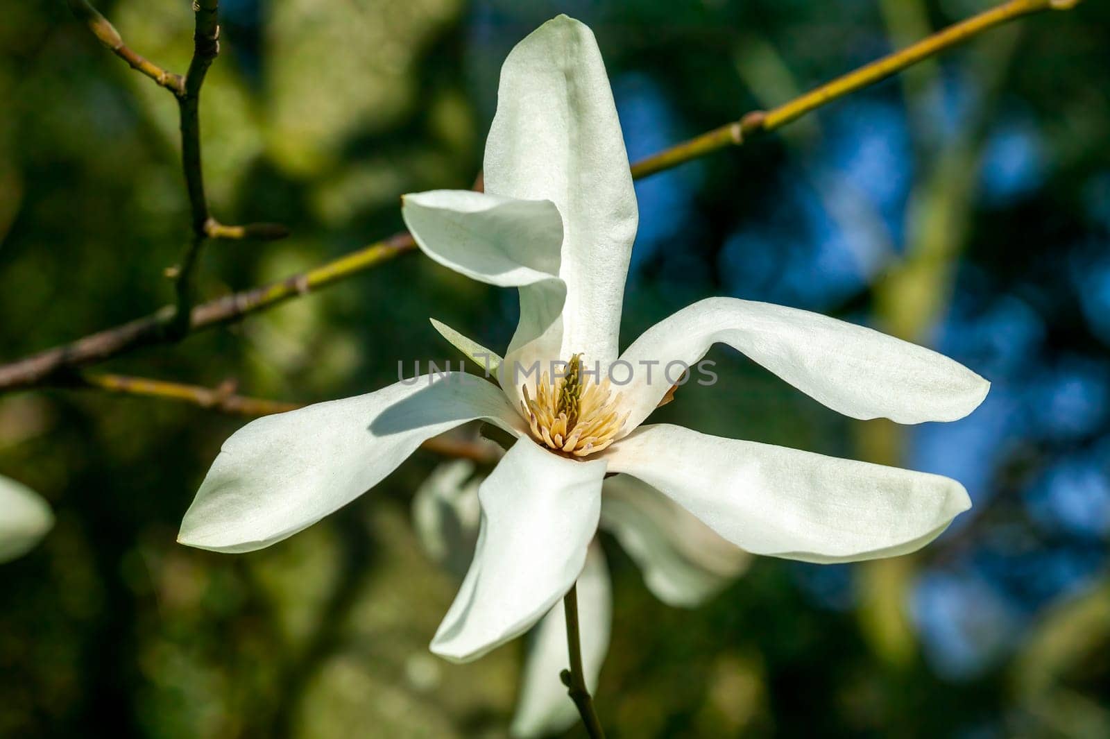 Magnolia x proctoriana a spring summer flowering tree plant with a white or pink springtime stellata flower