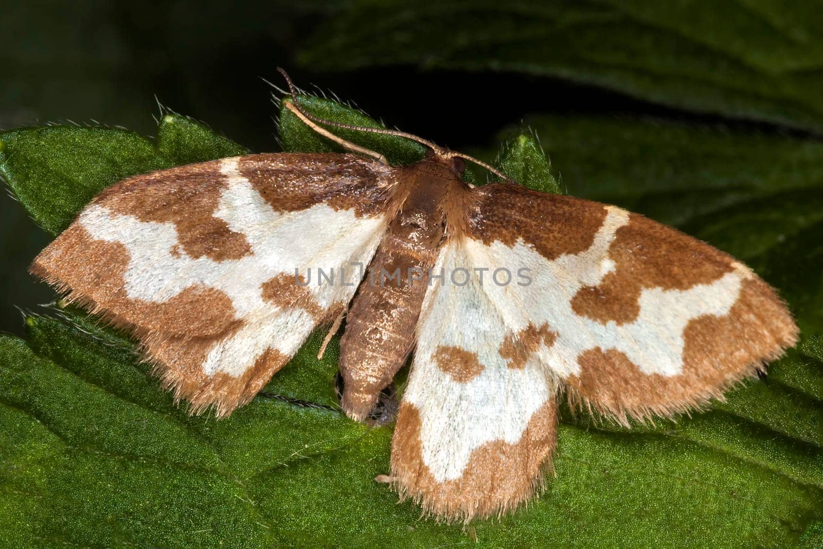 Clouded Border moth (Lomaspilis marginata) with wings outstretched which is a common woodland insect seen resting on a heathland plant leaf, stock photo image