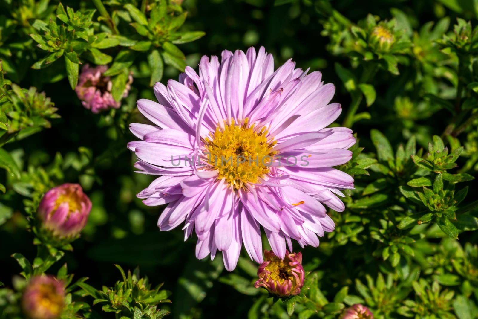 Aster Autumn Jewels 'Rose Quartz' a pink herbaceous perennial summer autumn flower plant commonly known as Michaelmas daisy, stock photo image
